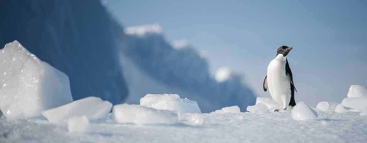 HDS27-26Adelie-Penguin-©-Unknown-Photographer-Oceanwide-Expeditions.jpg_Unknown-Photographer_small