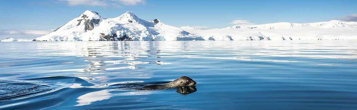 HDS27-26-Swimming-Fur-seal-©-Dietmar-Denger-Oceanwide-Expeditions-1.jpg_Dietmar-Denger_small-1