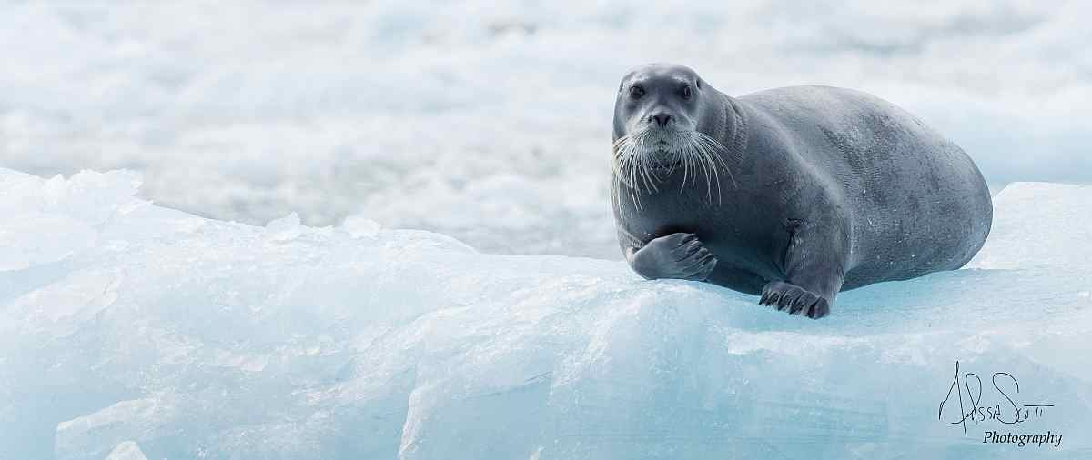 HDS-Nordspitzbergen-oceanwide_Bearded-seal-on-an-ice-floe-©-Melissa-Scott-Oceanwide-Expeditions_Melissa-Scott_expeditions