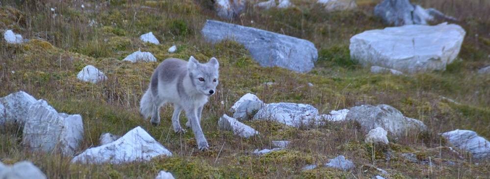 HDS-Umrundung-Polarfuchs-Judith-quer-1