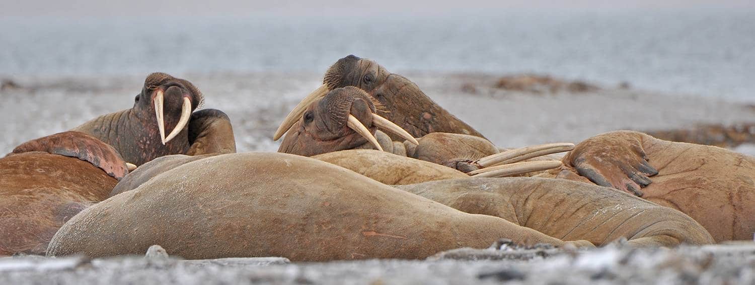 Arktis-PH-quer-Spitzbergen-Walrosse-a-DSC_0222-B-PS-red-1-1