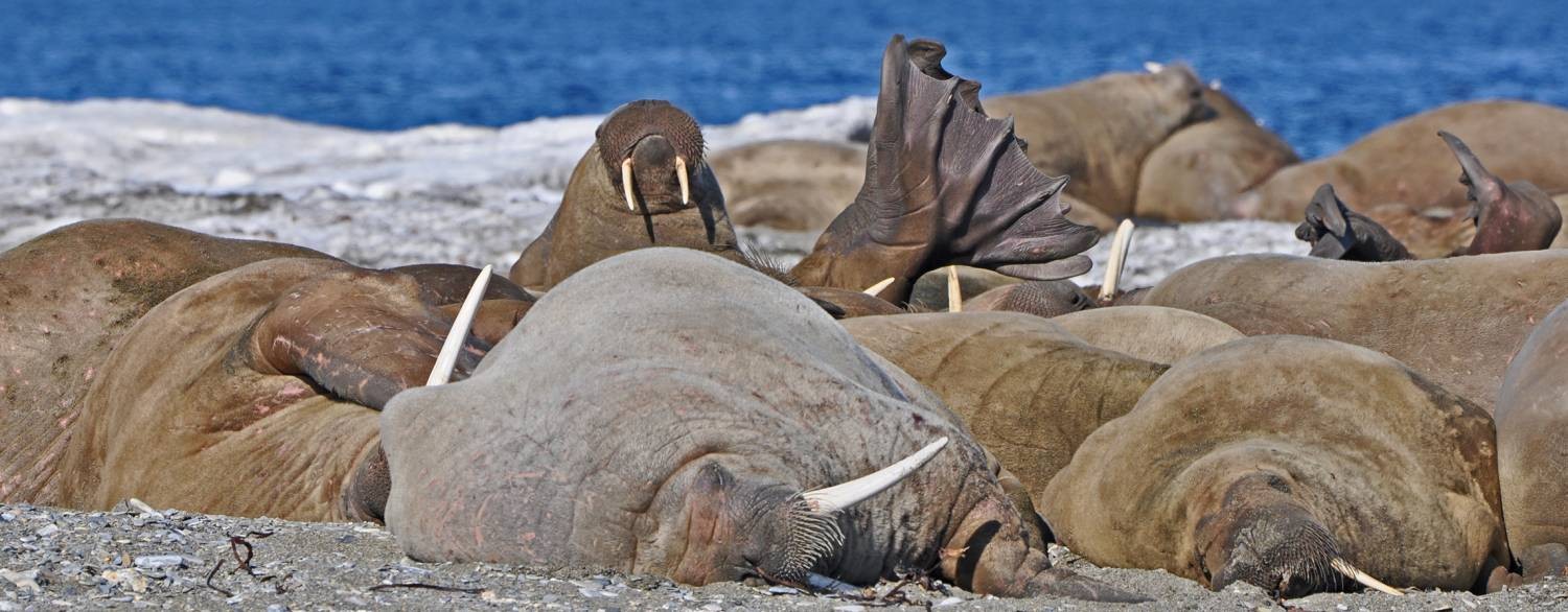 HDS-Arktische-Riviera-Arktis-Spitzbergen-quer-PH-DSC_0532-B-PS-red-