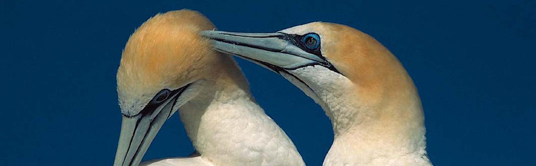 HDS02-26North Atlantic Gannets_Rinie van Meurs-slider