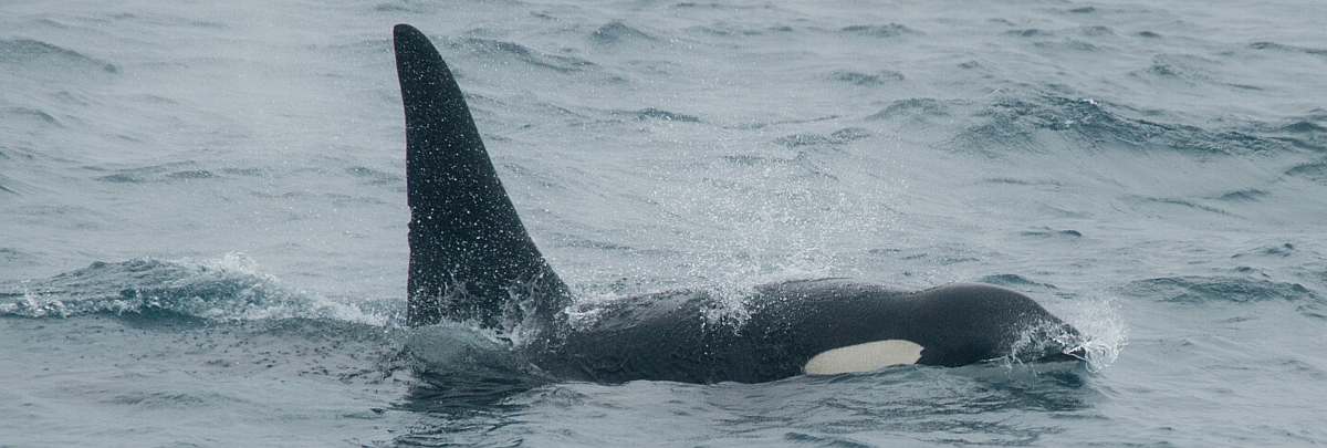 HDS02-26Orca's are also seen during the crossing_Erwin Vermeulen-small