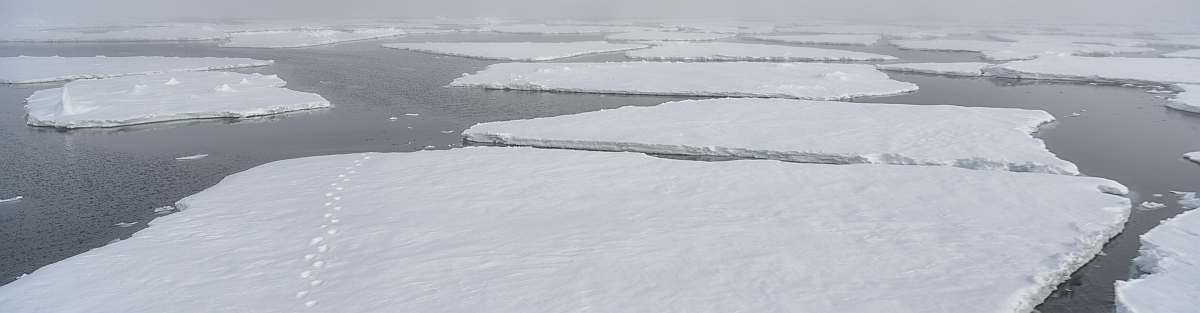 HDS02-26-Polar bear prints in the Arctic pack ice © Andreas Alexander - Oceanwide Expeditions_Andreas Alexander-small
