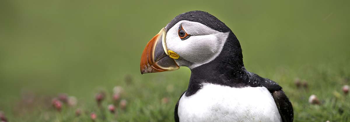 HDS02-26Puffins on Fair Isle © Sara Jenner - Oceanwide Expeditions (2).jpg_Sara Jenner-small