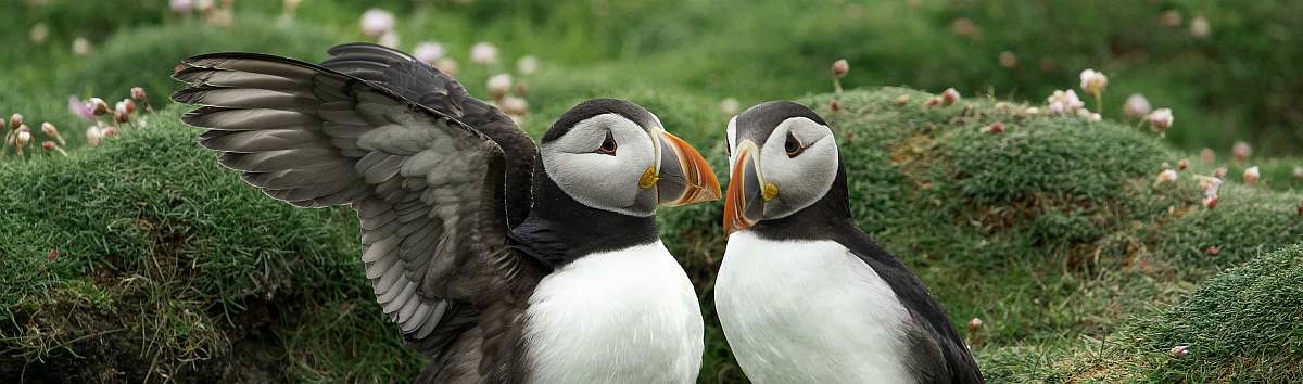 HDS02-26-Puffins on Fair Isle © Sara Jenner - Oceanwide Expeditions (5).jpg_Sara Jenner-small