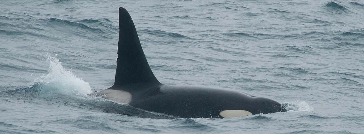 HDS03-26-Orca © Erwin Vermeulen - Oceanwide Expeditions.jpg_Erwin Vermeulen-small