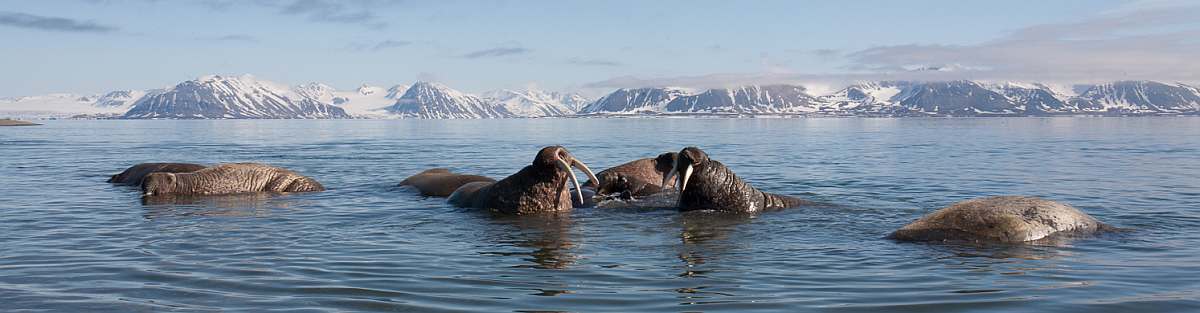 HDS03-26-Poolepynten - Prins Karls Forland-9198  © Troels Jacobsen-Oceanwide Expeditions.jpg_Troels Jacobsen-small
