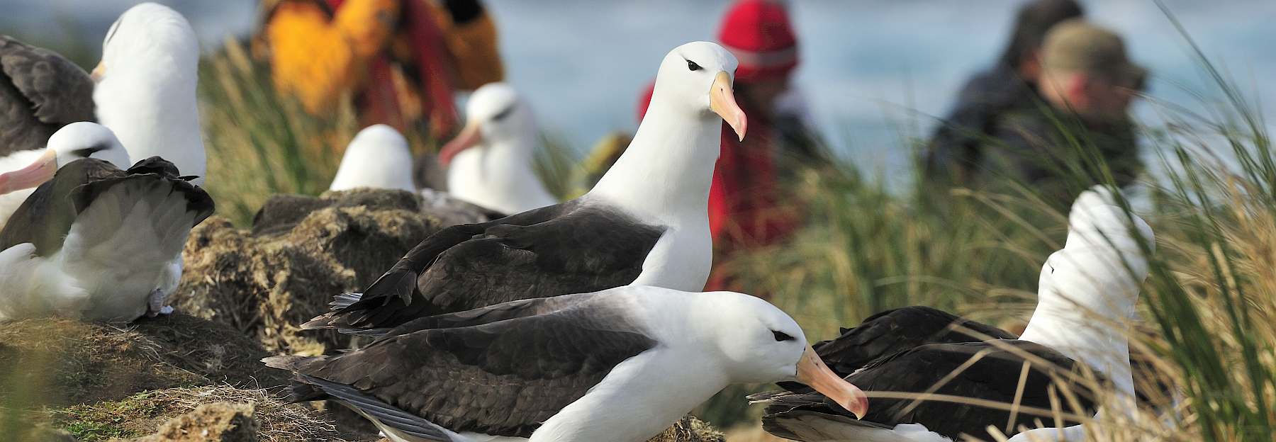 HDS28-26-Falkland Islands, Steeple Jason, Black-browed Albatross © Martin van Lokven;Oceanwide Expeditions (10).jpg_Martin van Lokven-slider