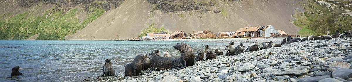 HDS28-26-Falklands, South Georgia, Ant Peninsula © Fotografie Dietmar Denger-Oceanwide Expeditions141.jpg_Dietmar Denger-small