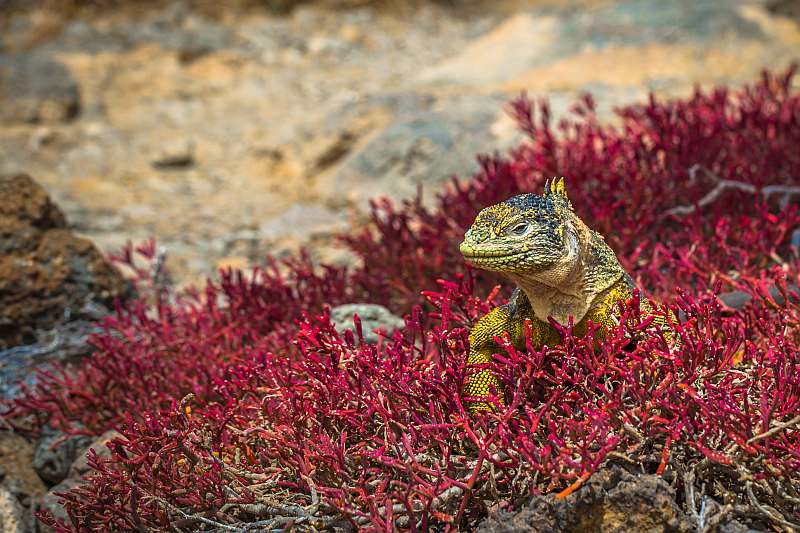 Galapagos: Zentrale, südliche und östliche Inseln | 10 Tage YOLITA - Polar