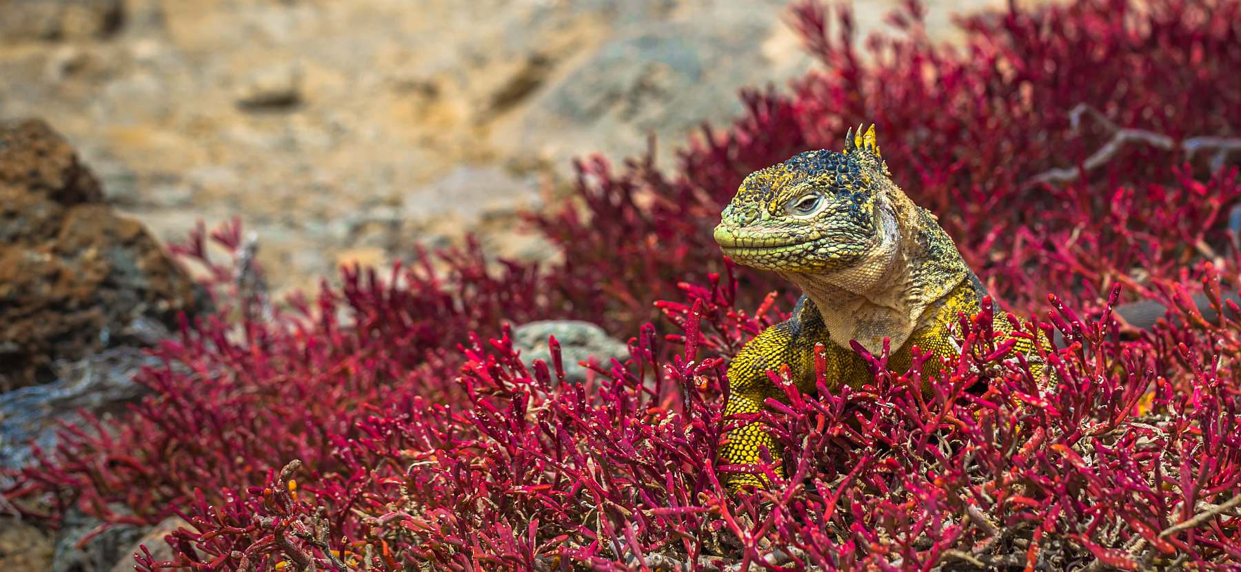 Galapagos: Zentrale, südliche und östliche Inseln | 10 Tage YOLITA - Polar