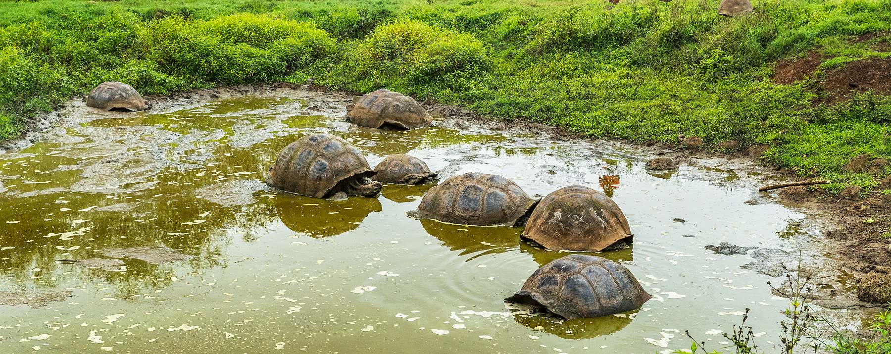 Galapagos: Zentrale, südliche und östliche Inseln | 10 Tage YOLITA - Polar