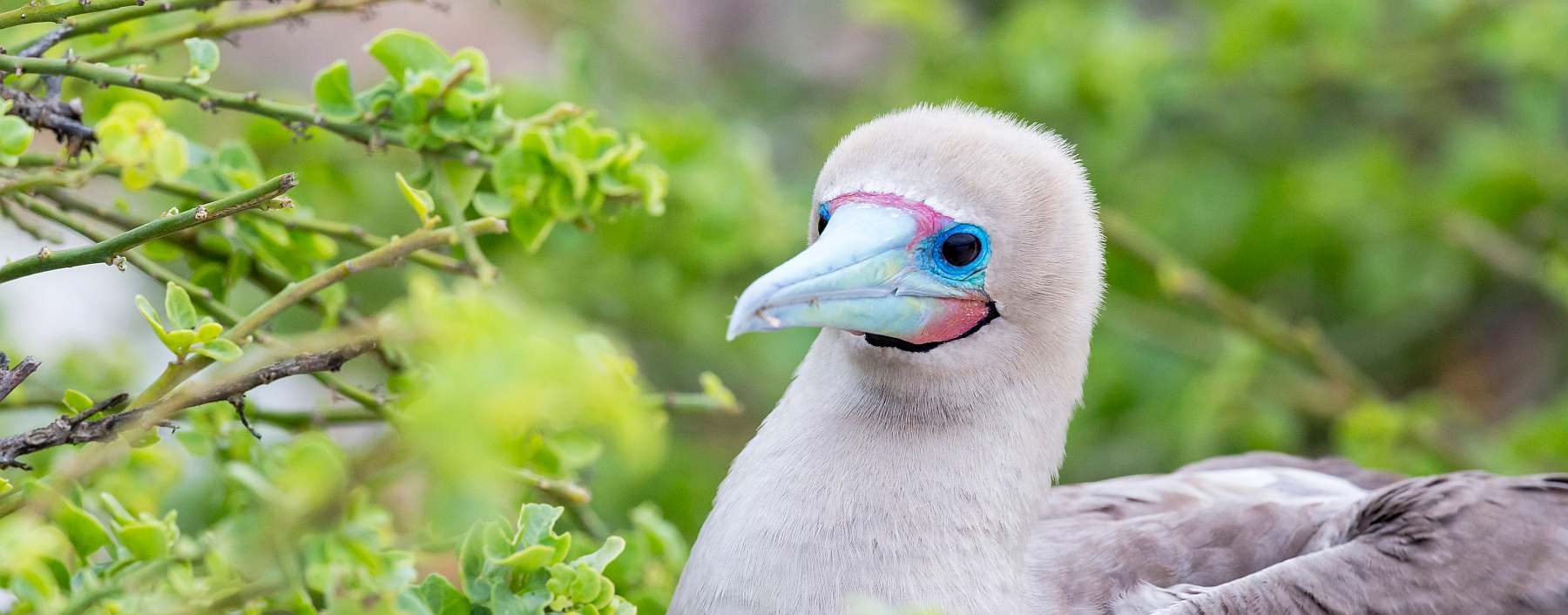 Galápagos - Zentrale und östliche Inseln | 10 Tage REINA SILVIA VOYAGER\
