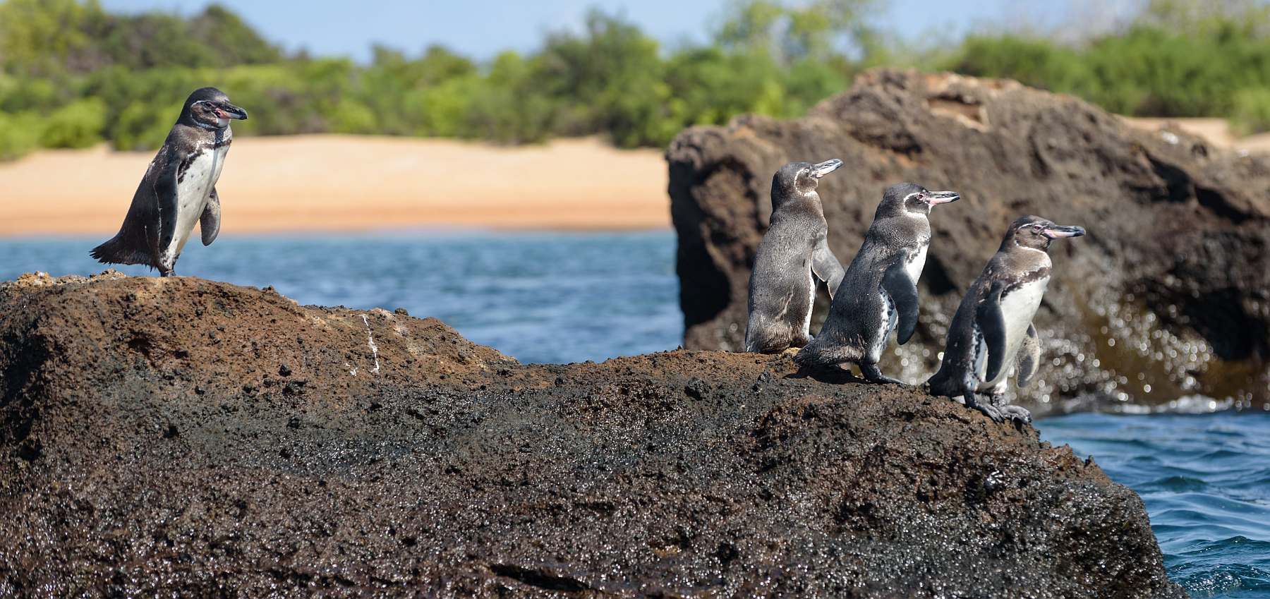 Galápagos - Zentrale und östliche Inseln | 10 Tage REINA SILVIA VOYAGER\