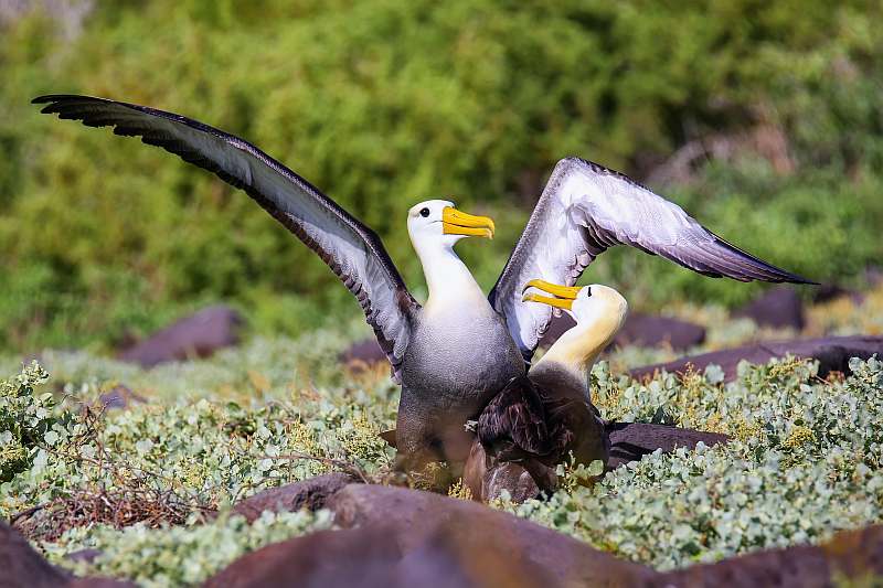 Galápagos - Zentrale und östliche Inseln | 10 Tage REINA SILVIA VOYAGER\