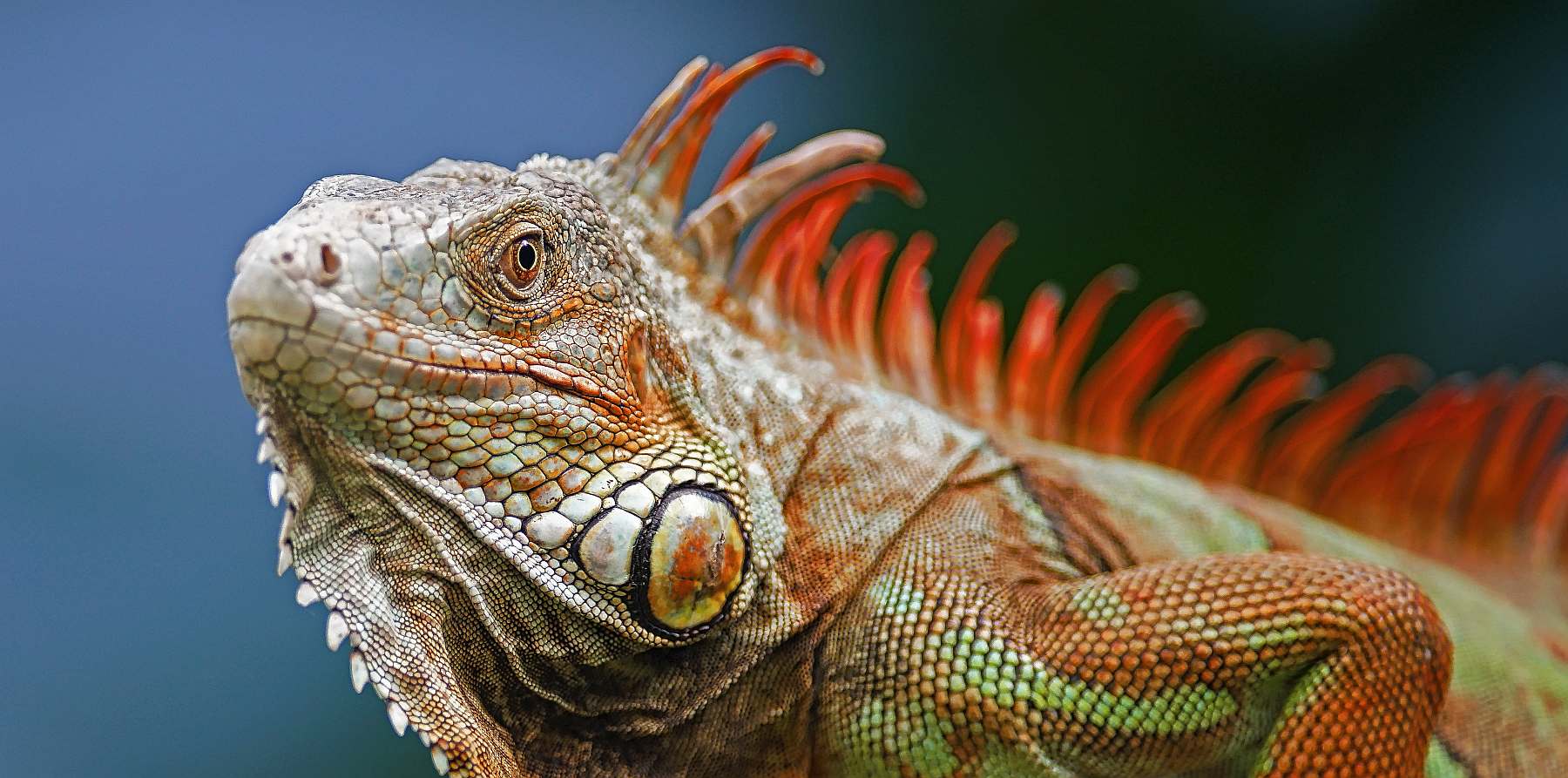 Galápagos - Westliche und zentrale Inseln | 10 Tage REINA SILVIA VOYAGER\