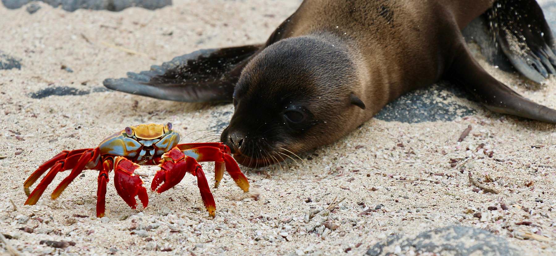 Galápagos - Westliche und zentrale Inseln | 10 Tage REINA SILVIA VOYAGER\