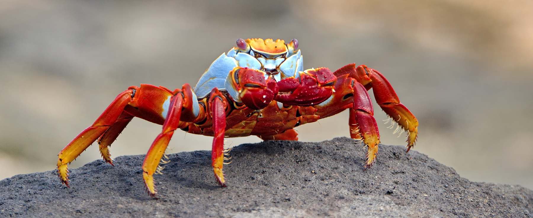 Galápagos - Zentrale und östliche Inseln | 10 Tage REINA SILVIA VOYAGER\