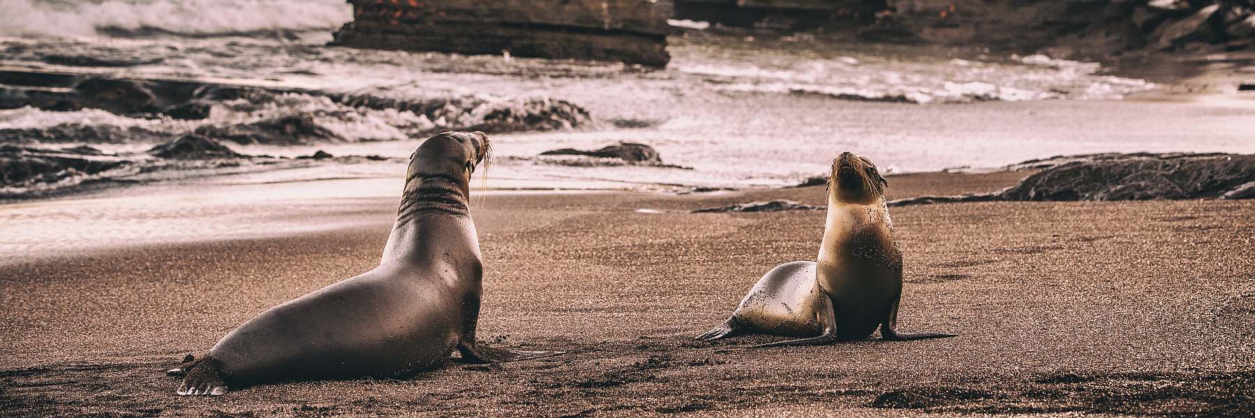 Galápagos - Westliche und zentrale Inseln | 10 Tage REINA SILVIA VOYAGER\