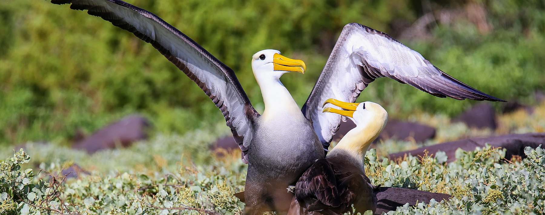 Galápagos - Zentrale und östliche Inseln | 10 Tage REINA SILVIA VOYAGER\