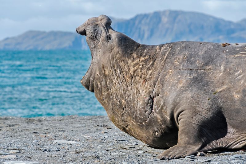 Südgeorgien intensiv - Tierwelt, Geschichte und Gletscherwelten | MS PLANCIUS - Polar