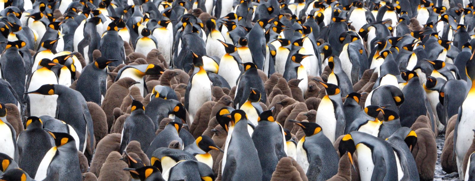 Südgeorgien intensiv - Tierwelt, Geschichte und Gletscherwelten | MS PLANCIUS - Polar