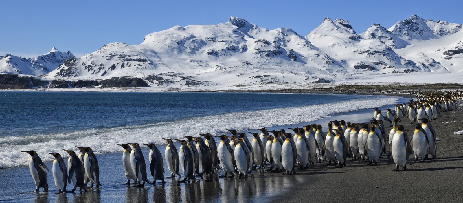 Südgeorgien intensiv - Tierwelt, Geschichte und Gletscherwelten | MS PLANCIUS - Polar