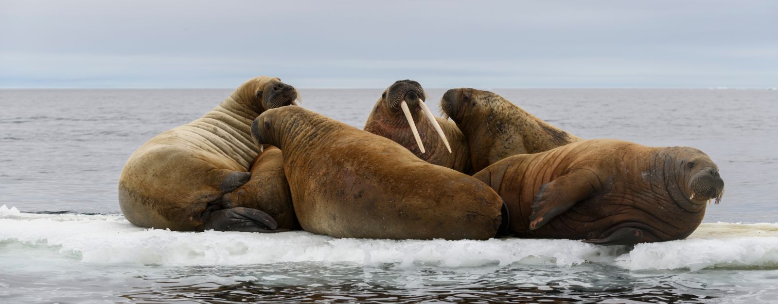 MS PLANCIUS | Nord- Spitzbergen \