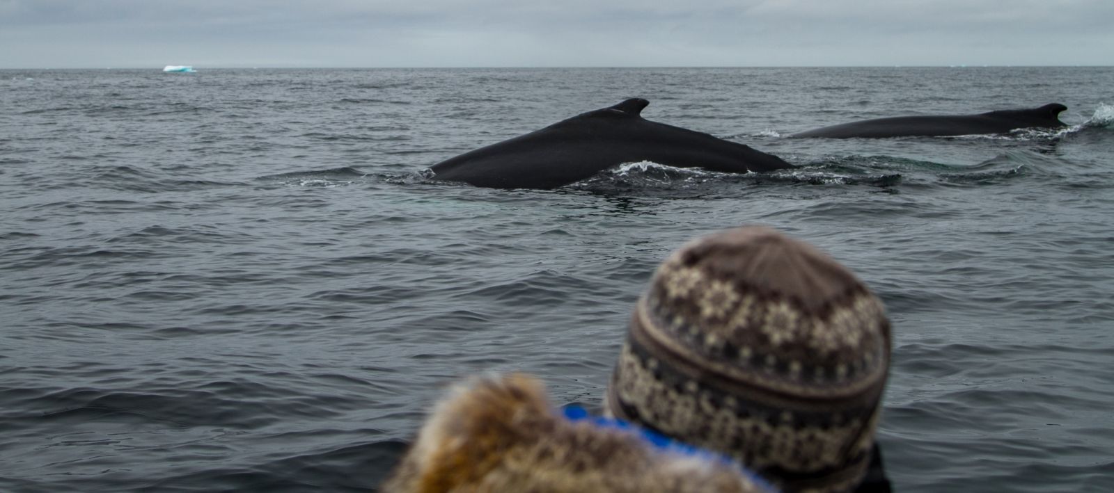 MS PLANCIUS | Nord- Spitzbergen \