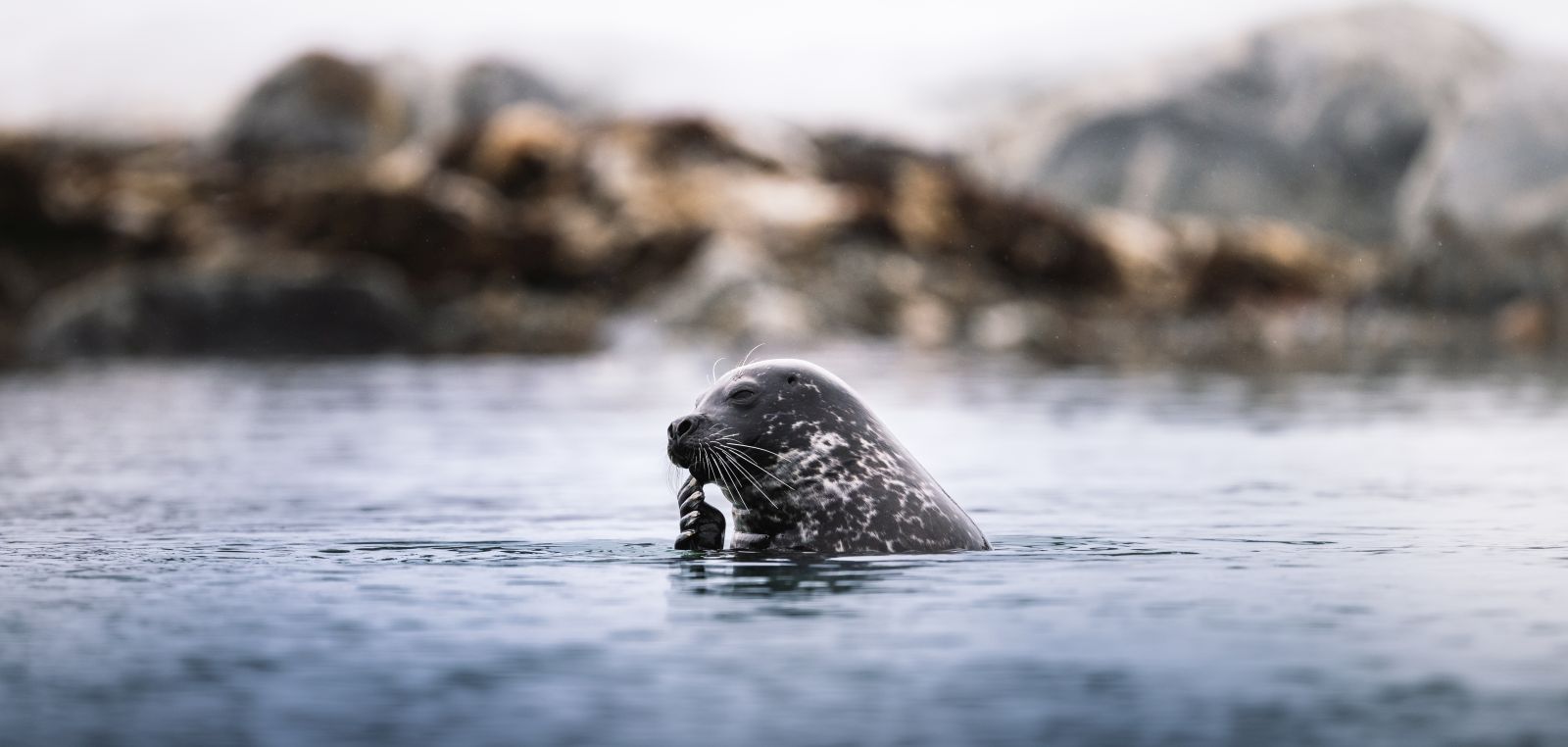 MS STOCKHOLM | Abenteuer Spitzbergen - Polar