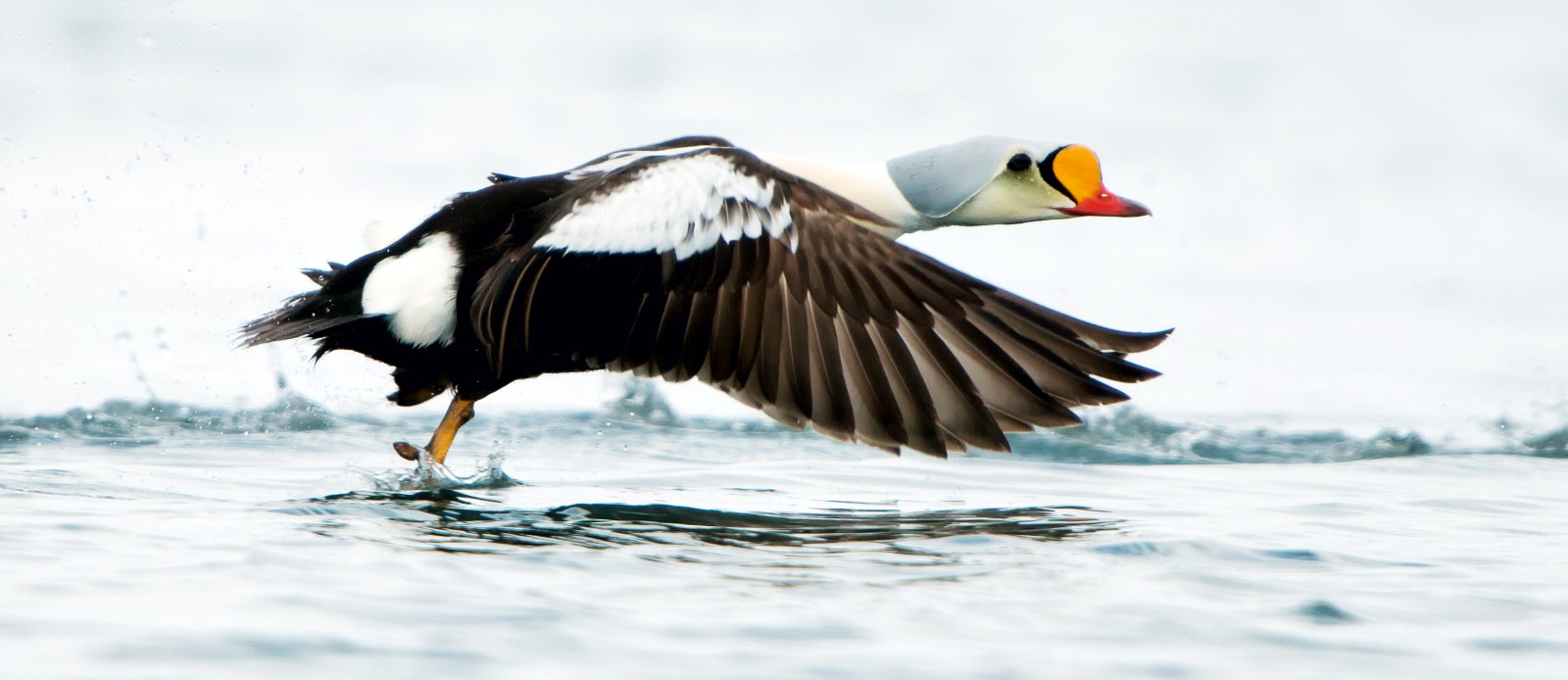 MS QUEST | Spitzbergen im Frühling - Polar