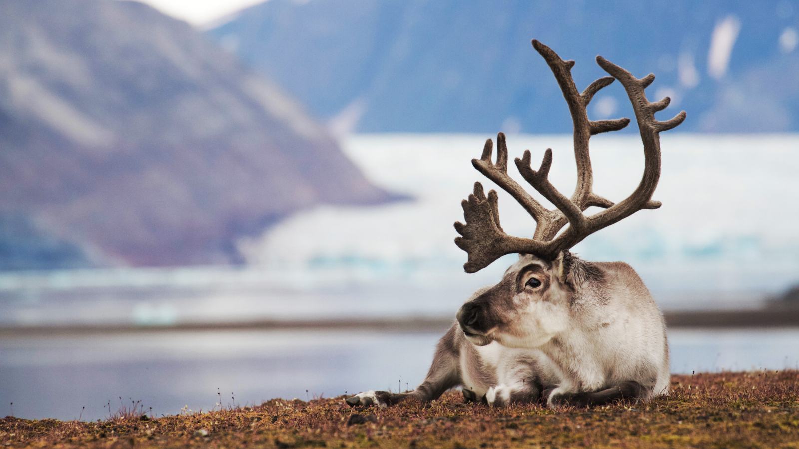 MS SJØVEIEN | Arktische Wildnis, kleine Crew, großes Erlebnis - Polar