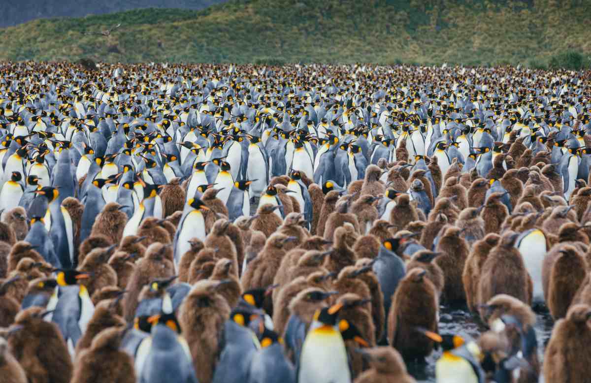 MS ULTRAMARINE | Große Antarktis-Expedition - Falklandinseln, Südgeorgien & Überquerung des südlichen Polarkreises - Polar