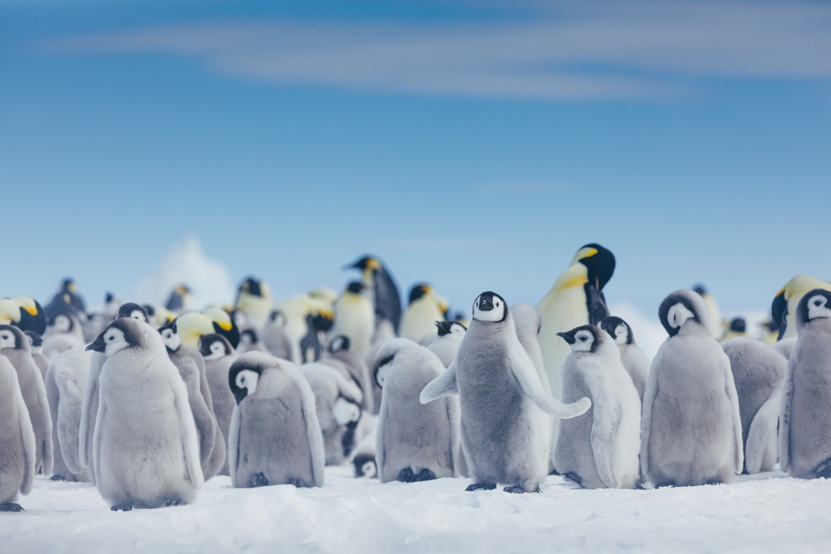 MS ULTRAMARINE | Zu den Kaiser­pinguinen im Weddellmeer - Polar