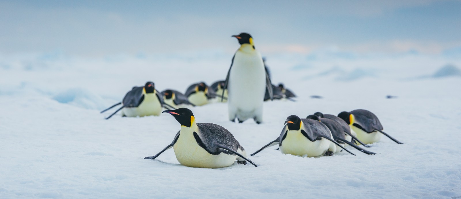 MS ULTRAMARINE | Zu den Kaiser­pinguinen im Weddellmeer - Polar