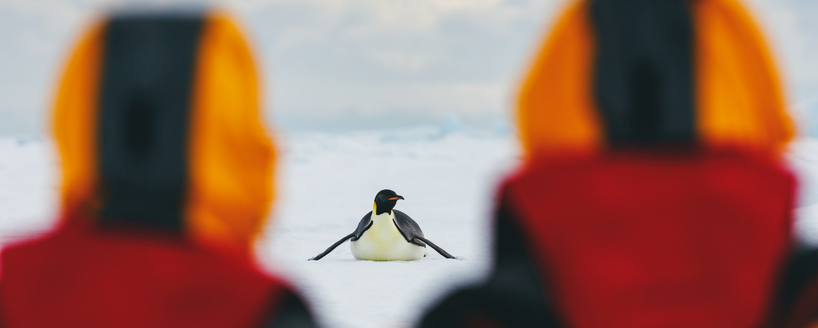 MS ULTRAMARINE | Zu den Kaiser­pinguinen im Weddellmeer - Polar