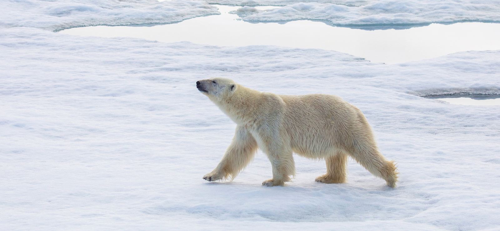 MS OCEAN EXPLORER | Die legendäre Nordwestpassage - Auf den Spuren großer Entdecker - Polar
