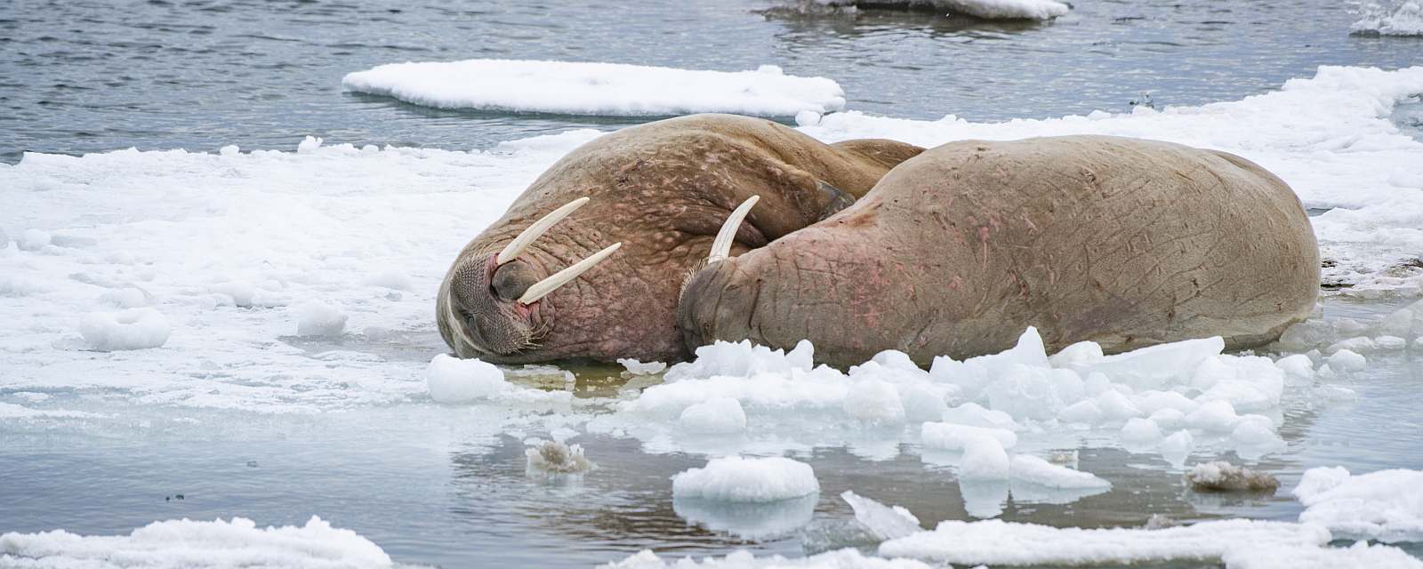 MS EXPEDITION | Jenseits des Polarkreises: Expedition von Tromsø nach Spitzbergen - Polar