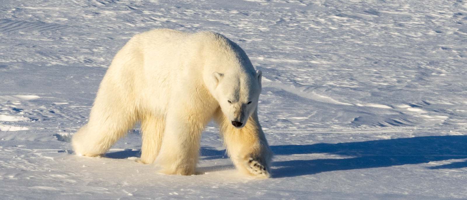 MS EXPEDITION | Jenseits des Polarkreises: Expedition von Tromsø nach Spitzbergen - Polar