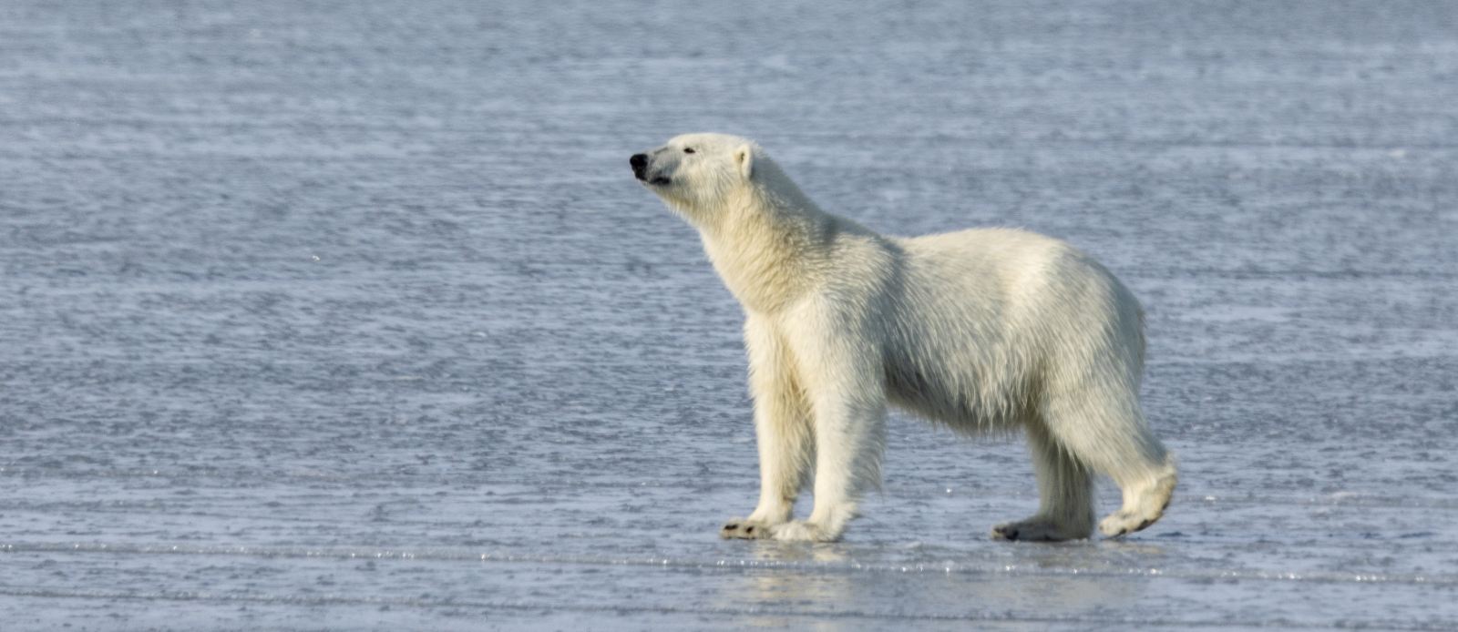 MS EXPEDITION | Im hohen Norden von Spitzbergen zwischen Gletschern, Fjorden und Eisbären - Polar