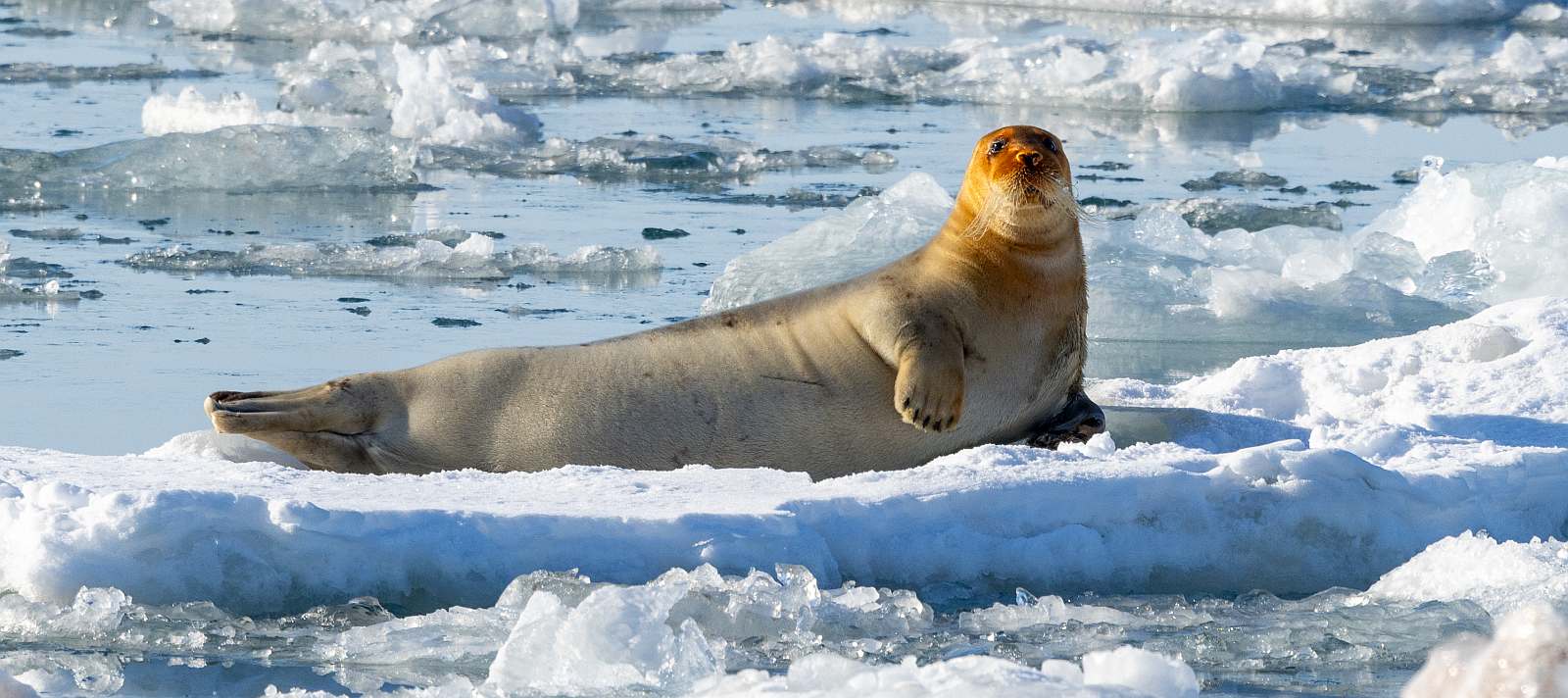 MS EXPEDITION | Höhepunkte der Arktis - Von Island über Ostgrönland nach Spitzbergen - Polar