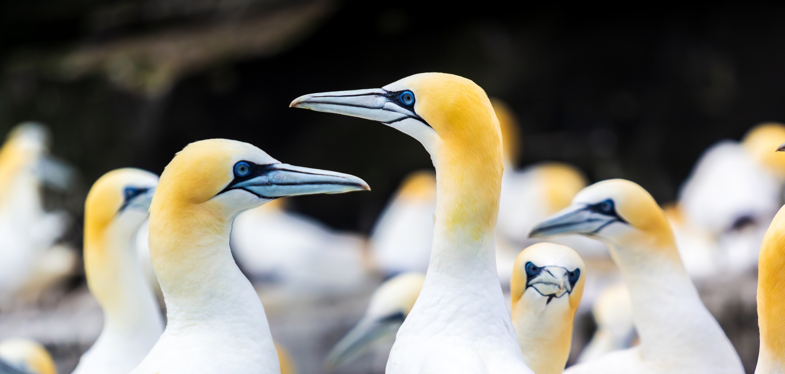 MS EXPEDITION | Auf den Spuren der Wikinger - Orkney, Shetland & Färöer - Polar