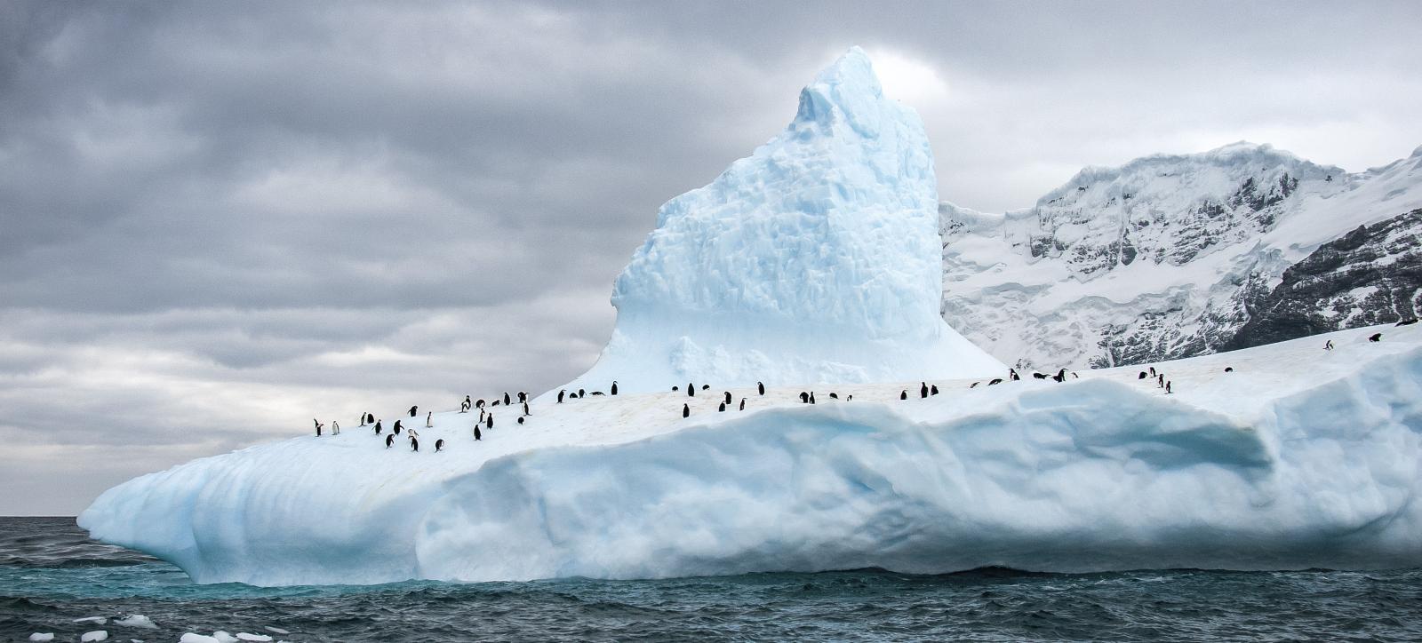 MS EXPEDITION | Klassische Antarktis-Expedition - Zu den Südshetlandinseln und der Antarktischen Halbinsel - Polar