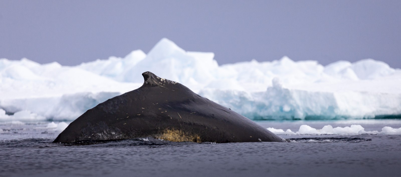 MS EXPEDITION | Klassische Antarktis-Expedition - Zu den Südshetlandinseln und der Antarktischen Halbinsel - Polar