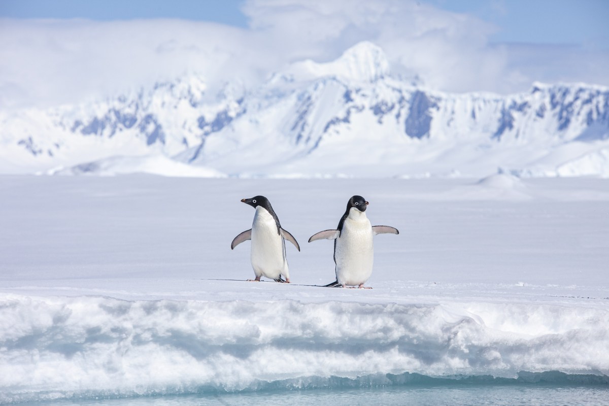 MS EXPEDITION | Klassische Antarktis-Expedition - Zu den Südshetlandinseln und der Antarktischen Halbinsel - Polar
