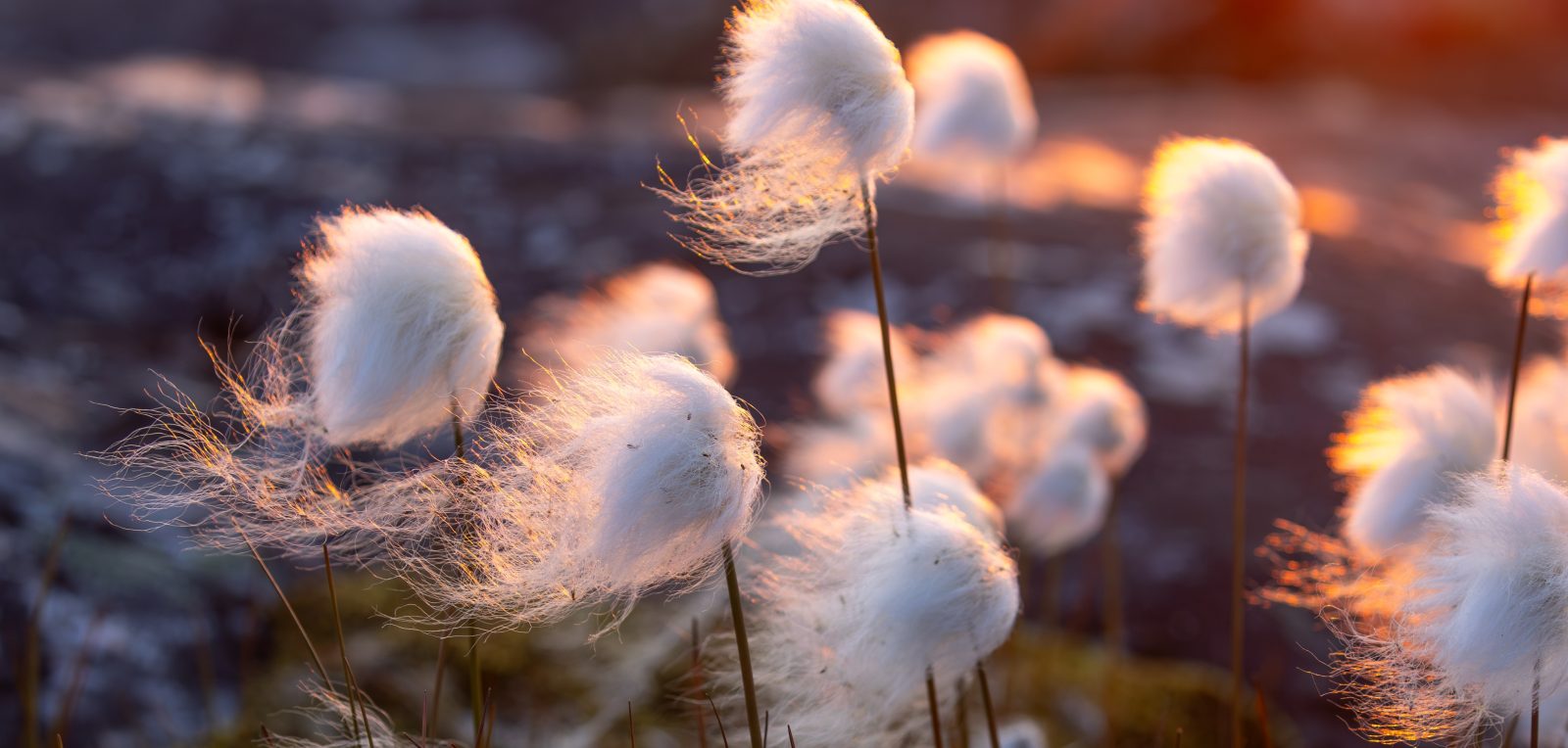 VON DEN GROSSEN GLETSCHERN ZU DEN EISBERGEN, 2027 - Polar