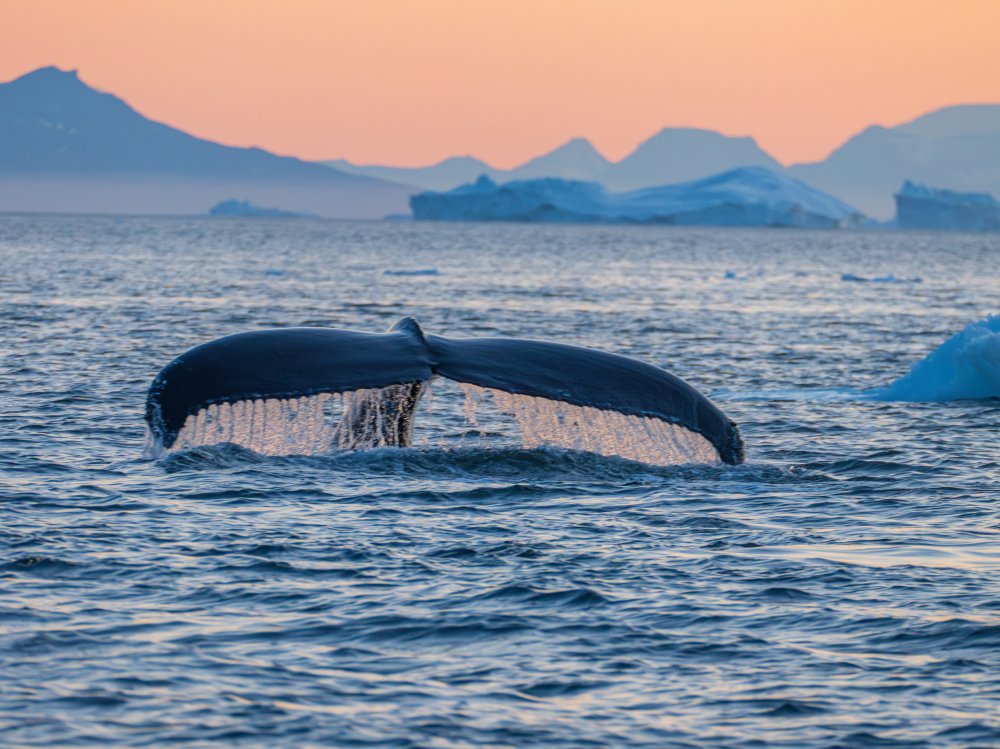 VON DEN GROSSEN GLETSCHERN ZU DEN EISBERGEN, 2027 - Polar