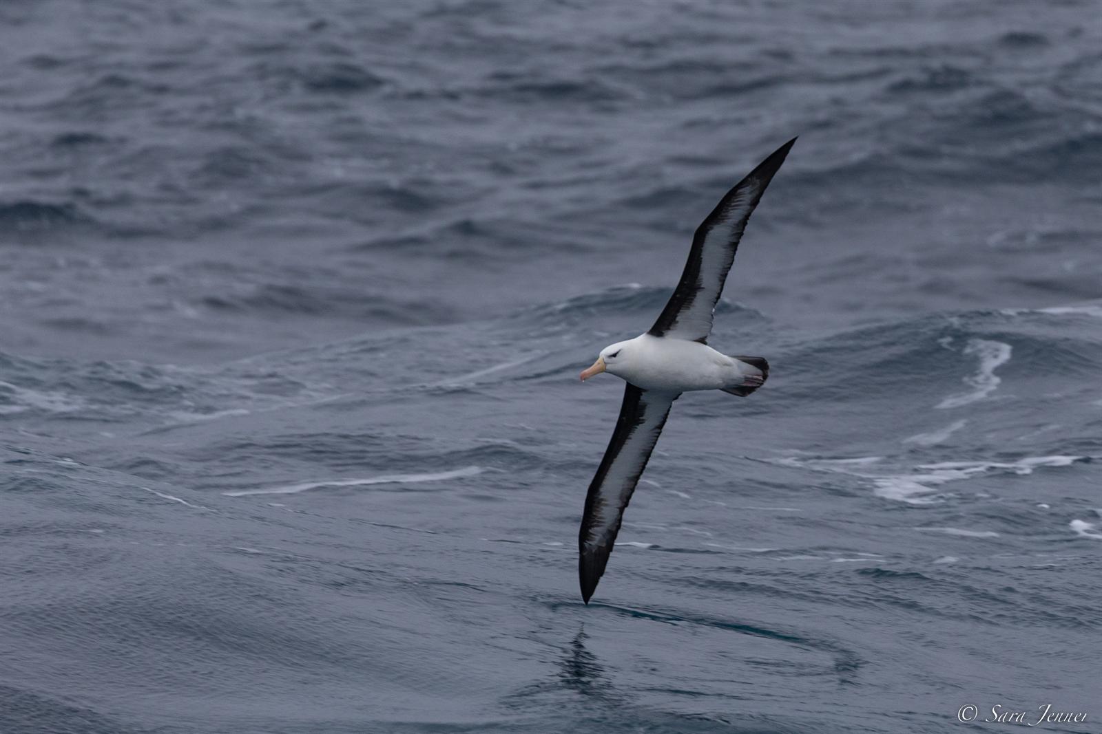 Schwarzbrauenalbatros — Foto: Oceanwide Expeditions